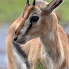 Thomson-Gazelle in Kenia (Nairobi)