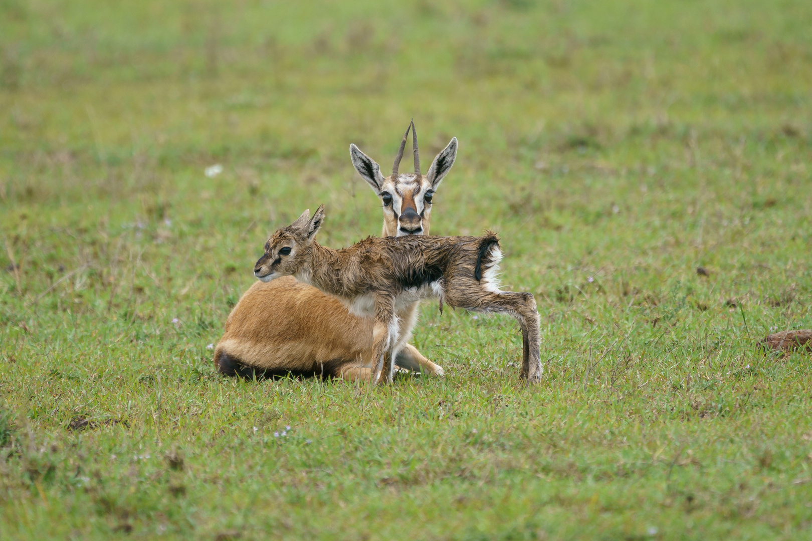 Thomson-Gazelle mit Kitz