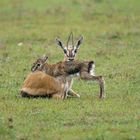 Thomson-Gazelle mit Kitz