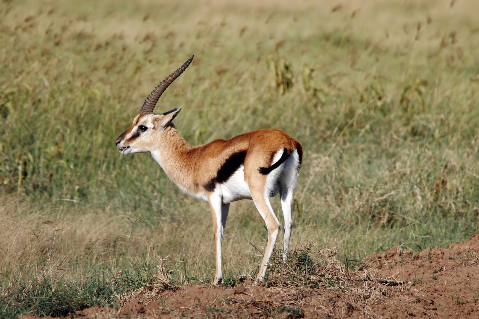 Thomson-Gazelle,Bock