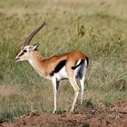 Thomson-Gazelle,Bock