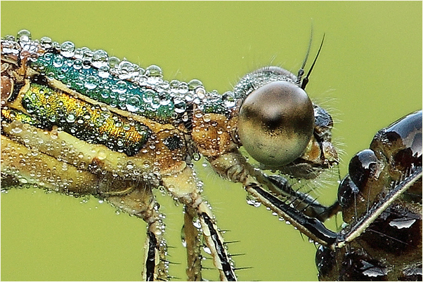 Thorax der Gemeinen Binsenjungfer (lestes sponsa)