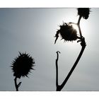 thorn apple_01