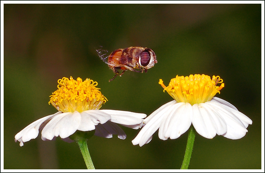 Thorn between two flowers