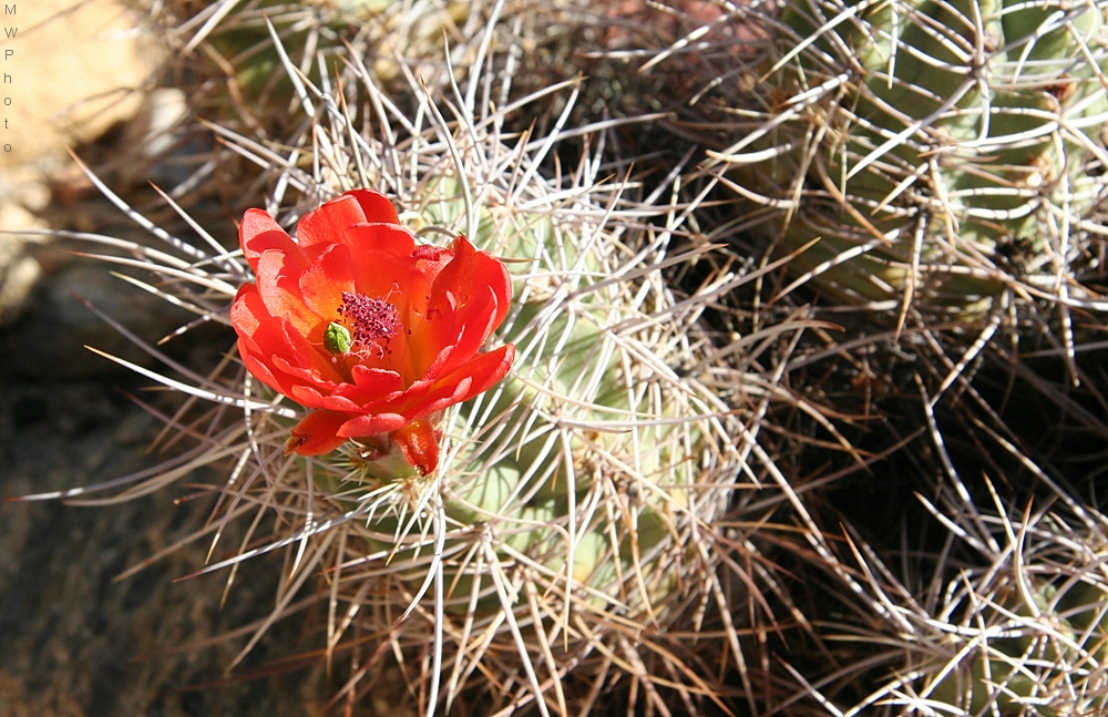 thorn flower