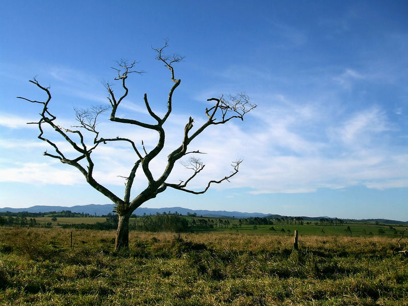 Thorn Tree