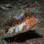 Thornback Cowfish - Lactoria fornasini - Rückendorn-Kofferfisch