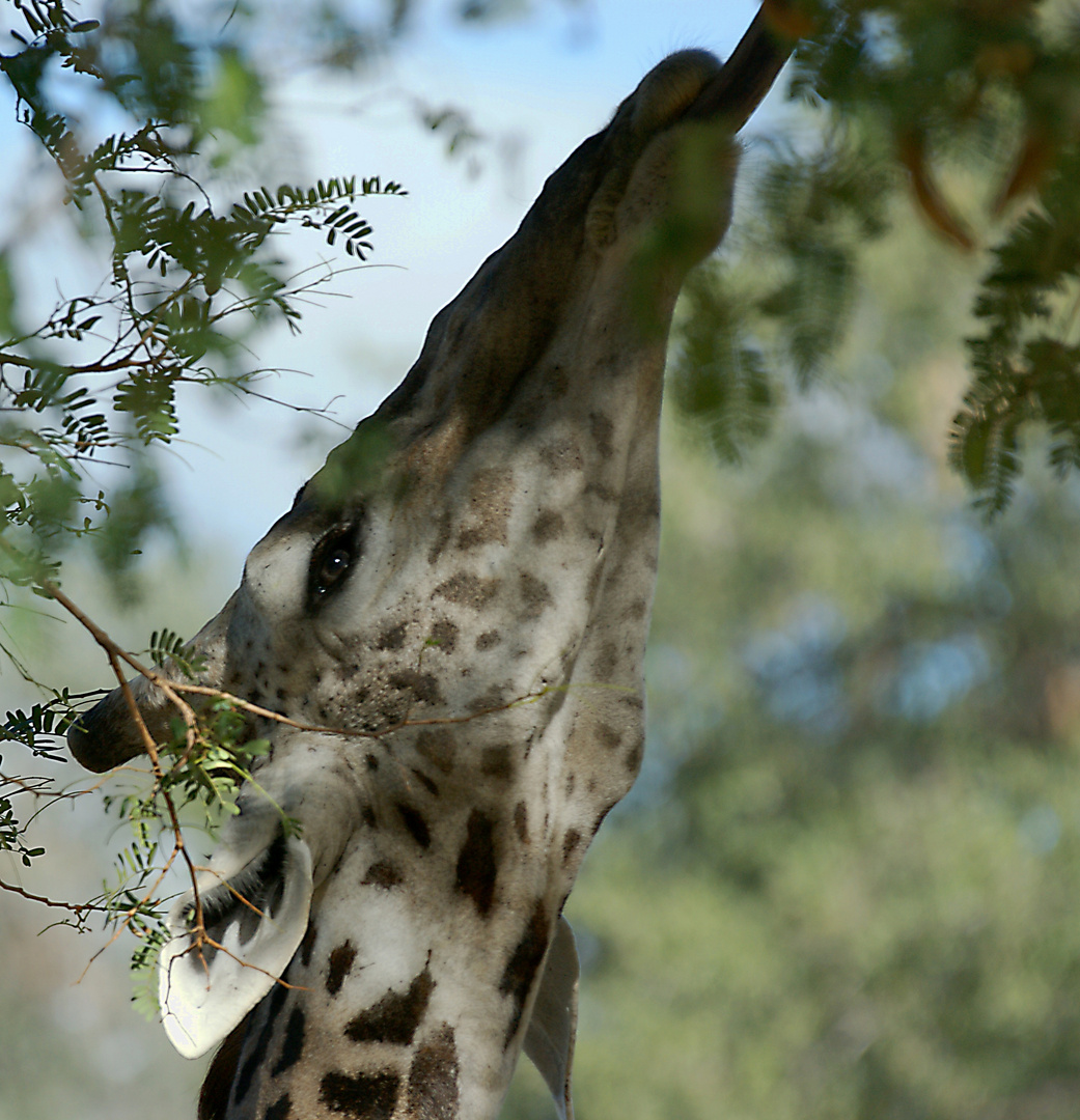 Thornicroft Giraffe