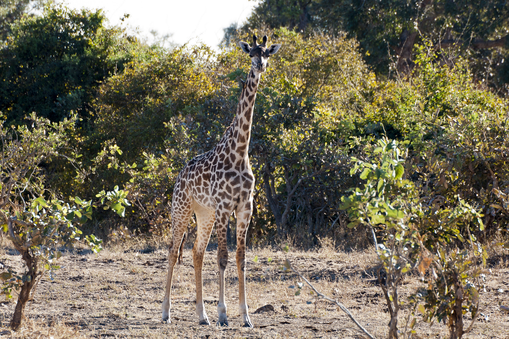 Thornicroft-Giraffe (G. c. thornicrofti), South-Luangwa, 18.06.2013