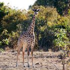 Thornicroft-Giraffe (G. c. thornicrofti), South-Luangwa, 18.06.2013