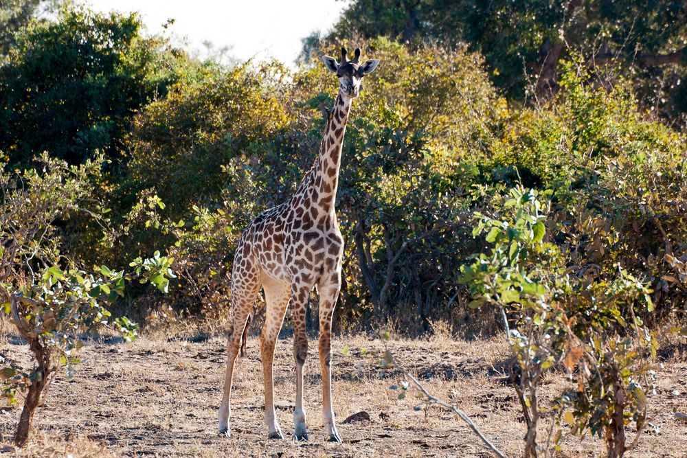 Thornicroft-Giraffe (G. c. thornicrofti), South-Luangwa, 18.06.2013