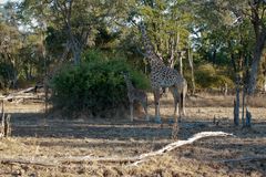 Thornicroft-Giraffe (G. c. thornicrofti), South-Luangwa-Tal in Sambia / 18.06.2013