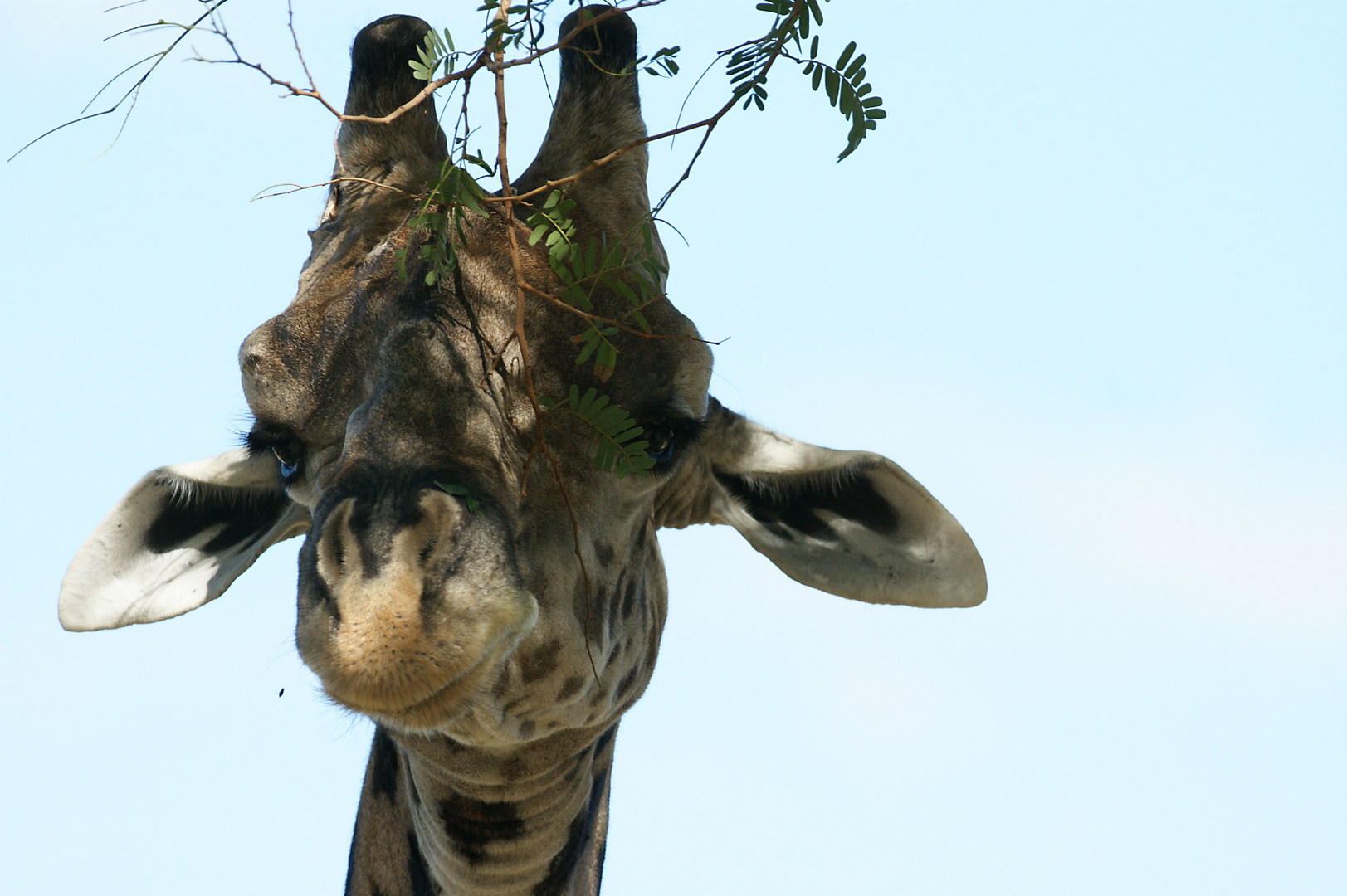 Thornicroft´s Giraffe