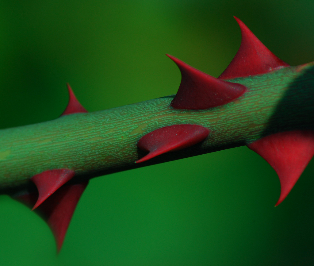 Thorns