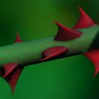 Thorns