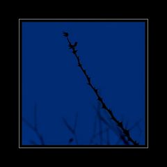 Thorns - Dornen