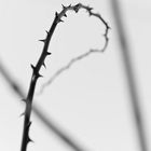 Thorns