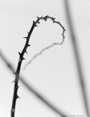 Thorns