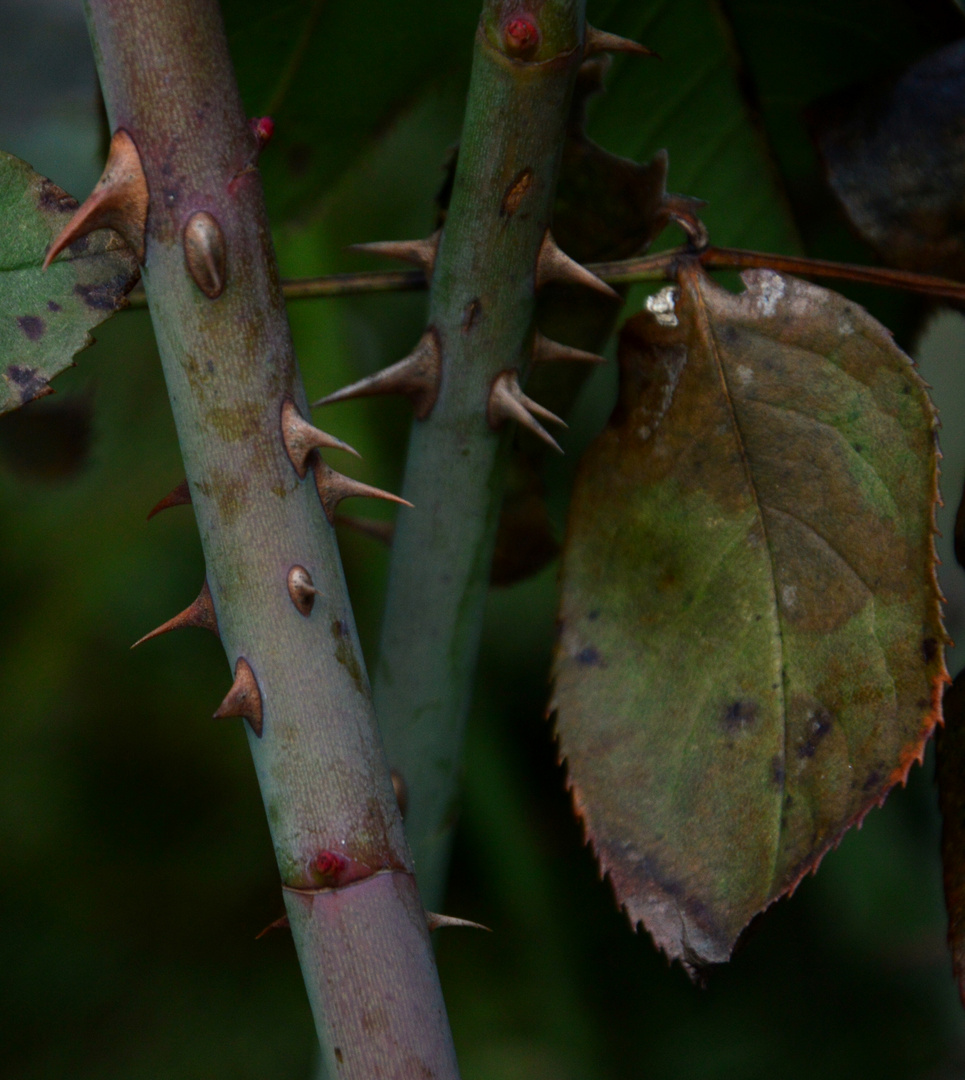 Thorns