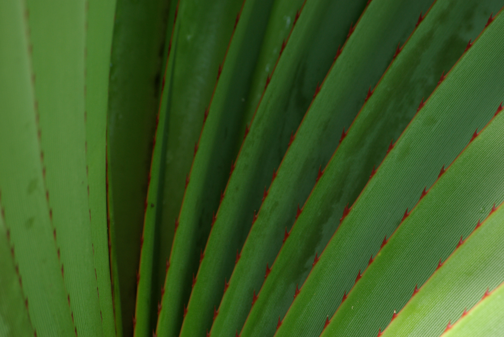 thorns in red