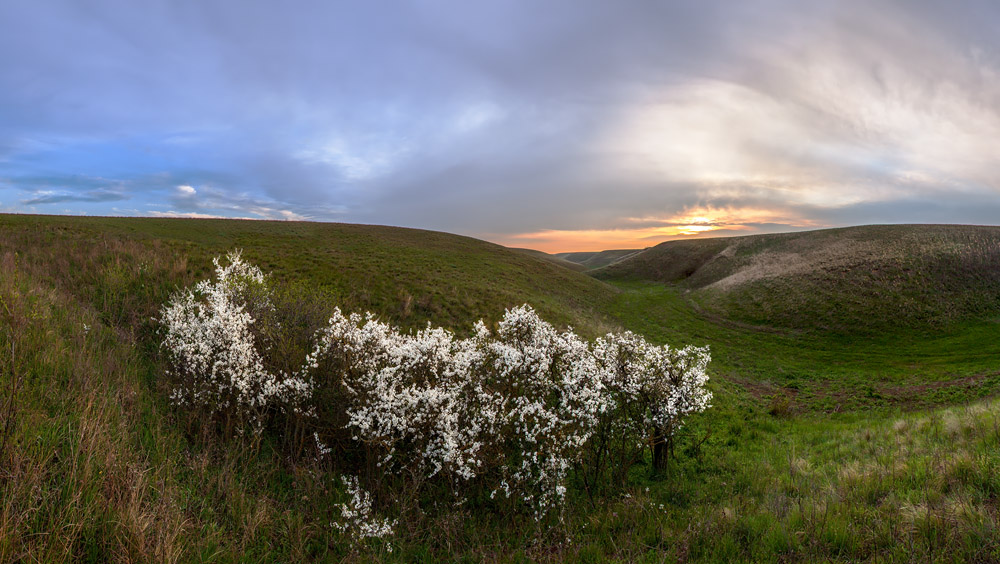 "Thorns ravine"