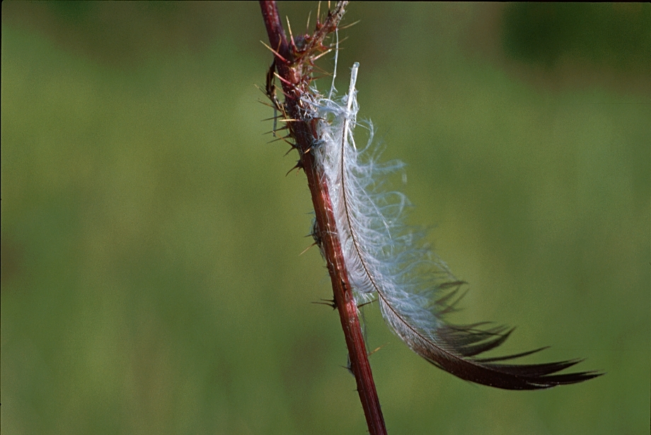 thorns&feather