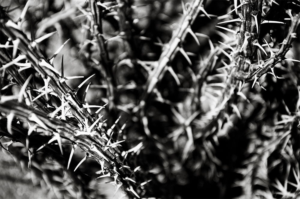 Thorny