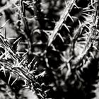 Thorny