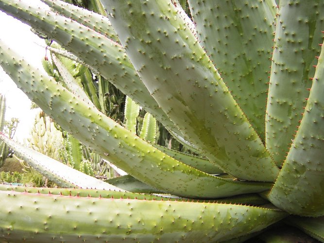 thorny beauties II