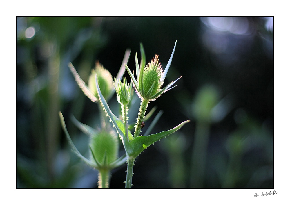 Thorny Beauty