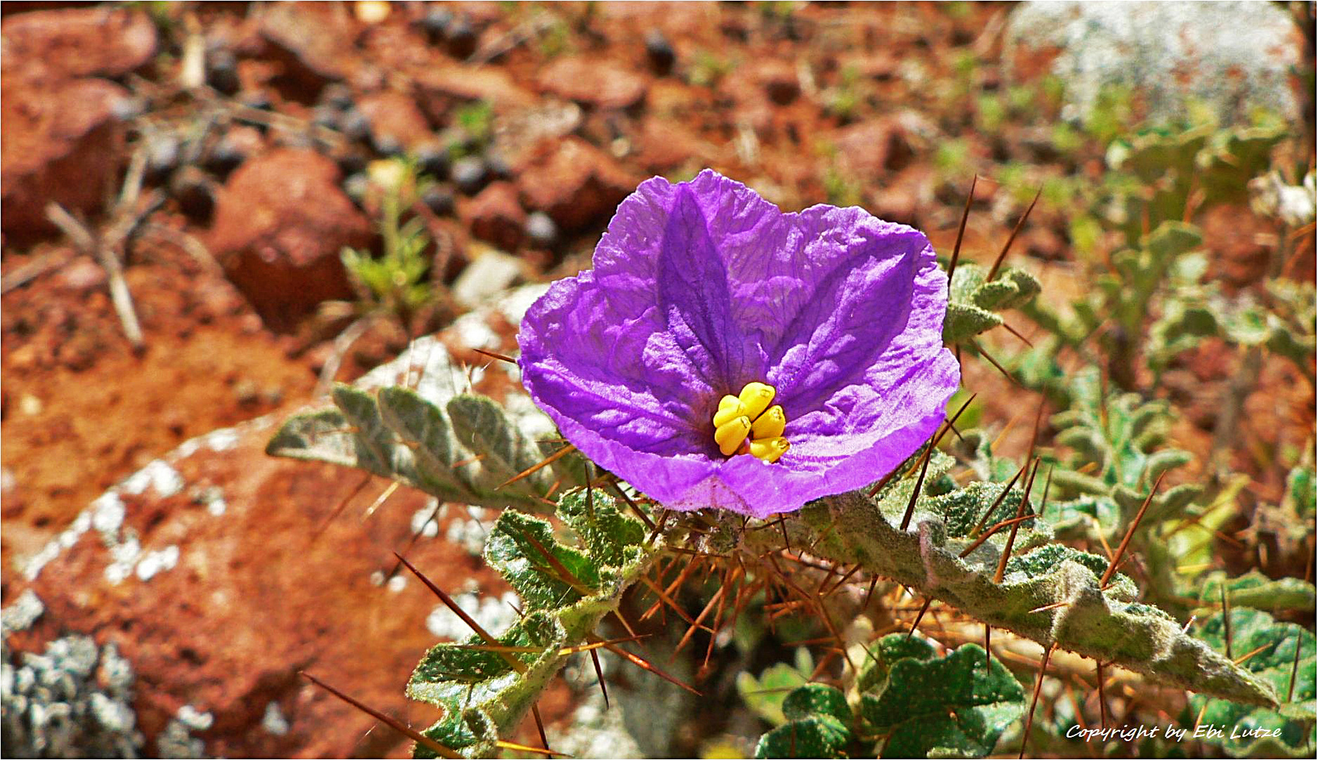 * thorny beauty /Solanum Elegans *