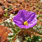 * thorny beauty /Solanum Elegans *