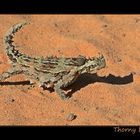 Thorny Devil