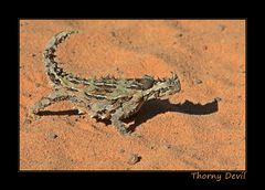 Thorny Devil