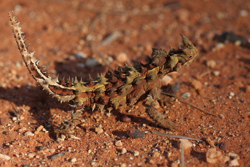 thorny devil