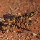 thorny devil