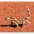 Thorny Devil