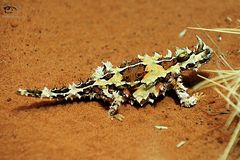 Thorny Devil