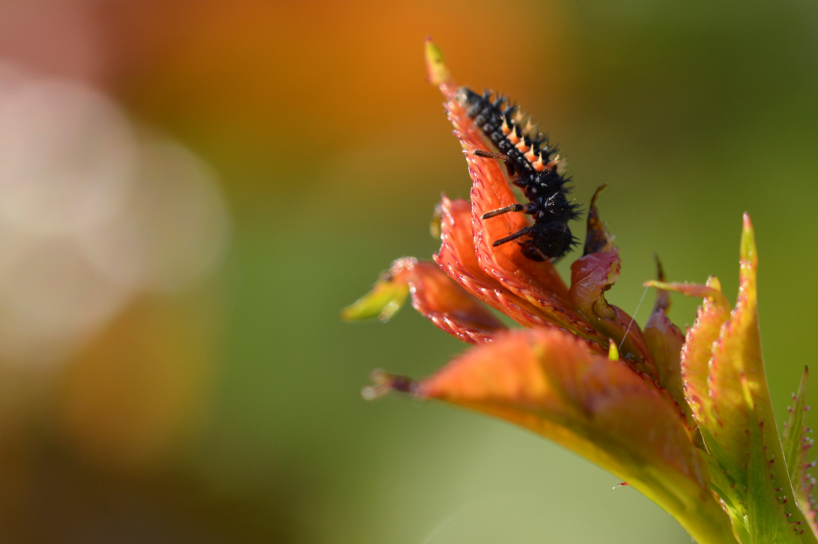 Thorny Devil-2