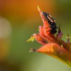 Thorny Devil-2