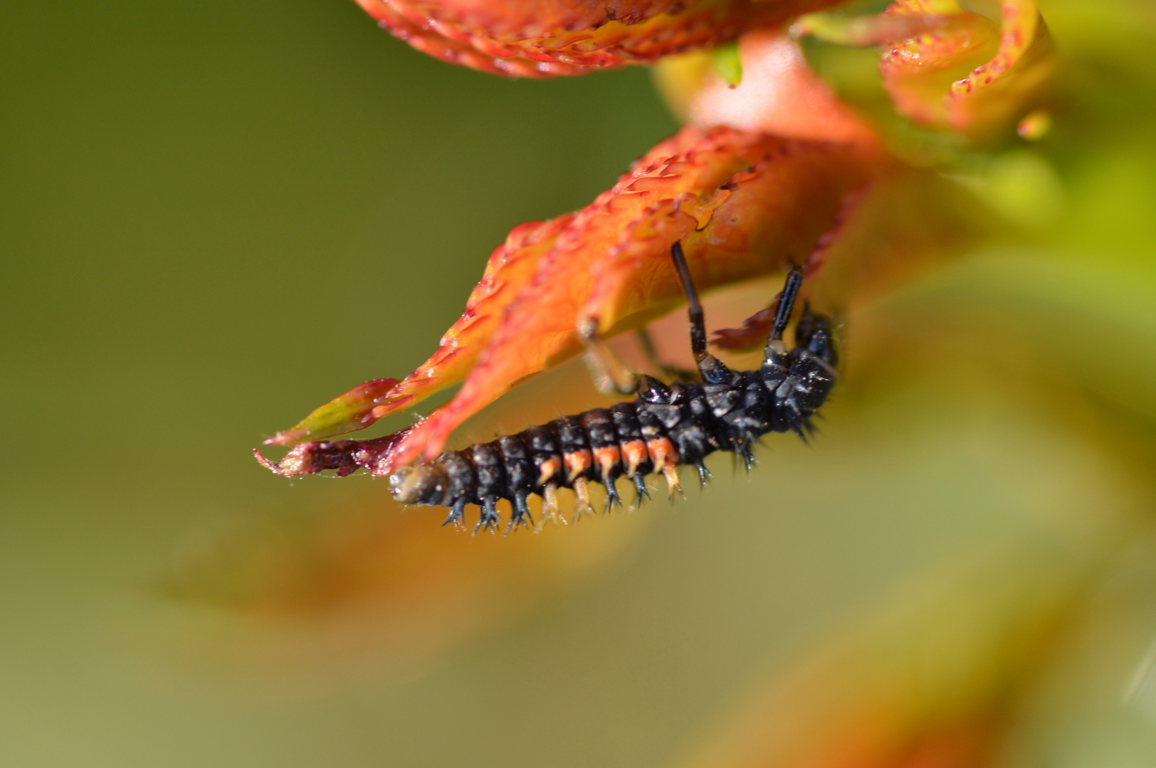 Thorny Devil-3