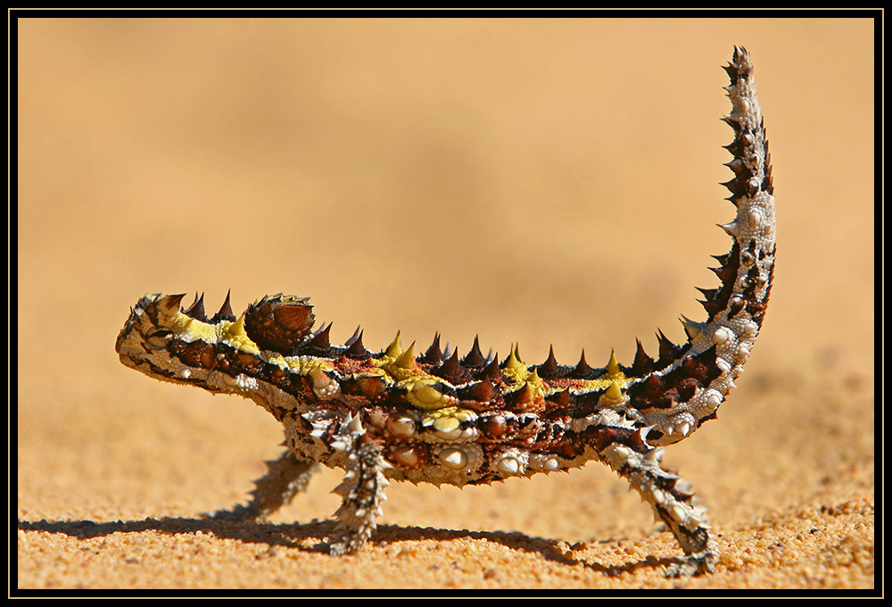 Thorny Devil