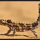 Thorny Devil