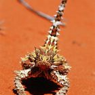 Thorny Devil