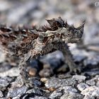 Thorny Devil