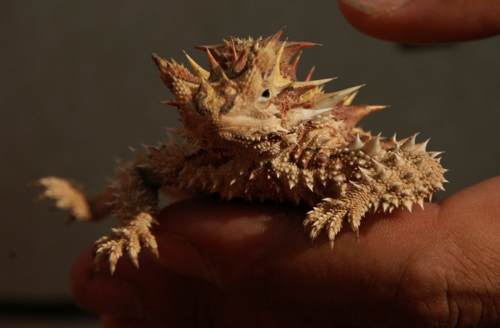 Thorny Devil