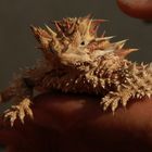 Thorny Devil