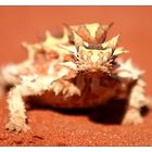 Thorny Devil