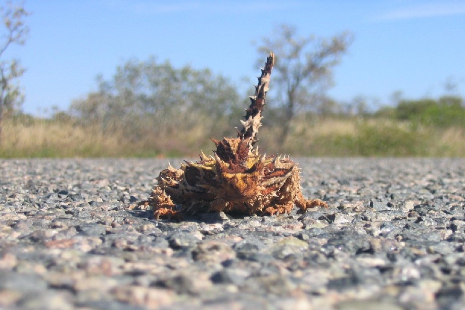 Thorny Devil