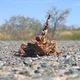 Thorny Devil